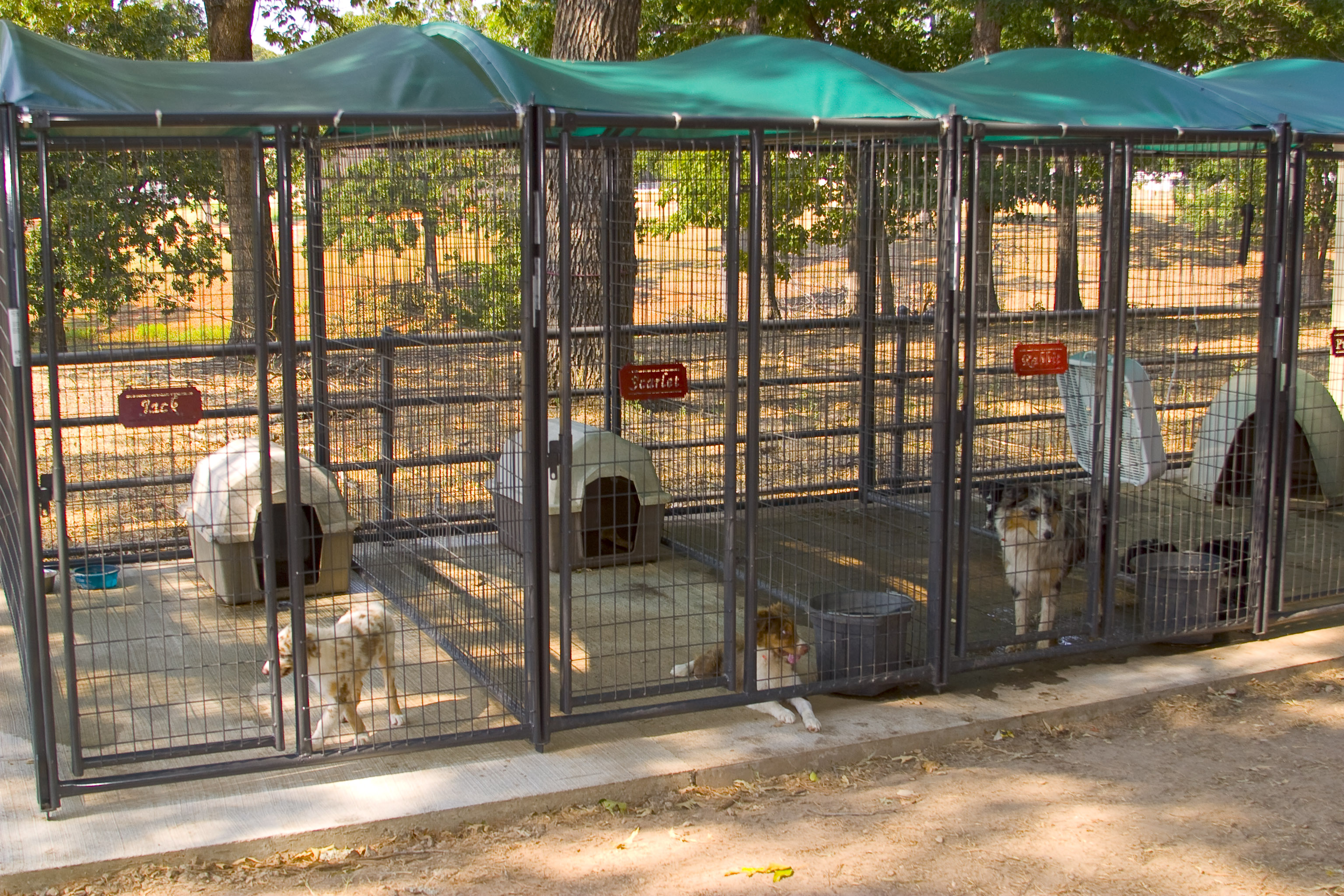 Kennels Premier Run 02.jpg